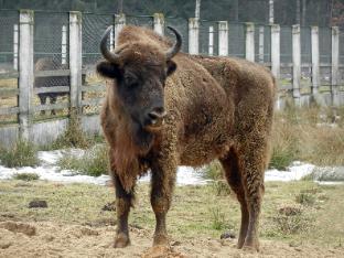 БЕЛОВЕЖСКАЯ ПУЩА